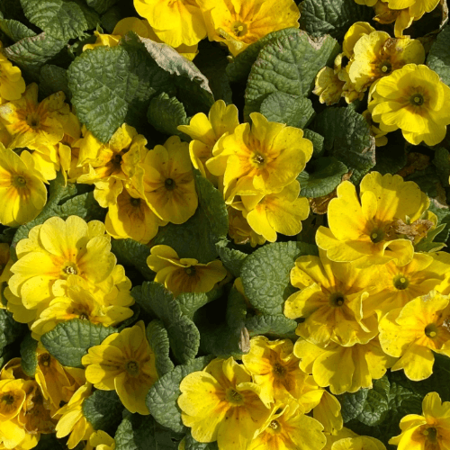 Aile Danışmanı Müzeyyen Cengiz Saltuk