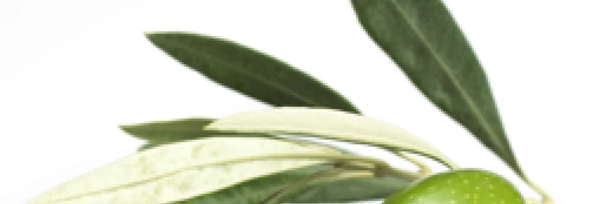 Zeytin yaprağı (oleuropein)