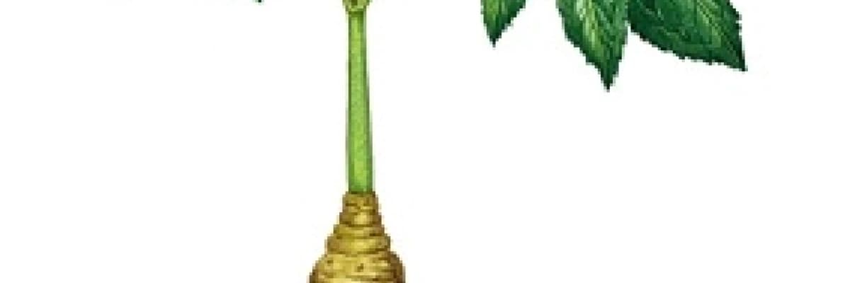 Dünyanın insan biçimli gücü ; ginseng