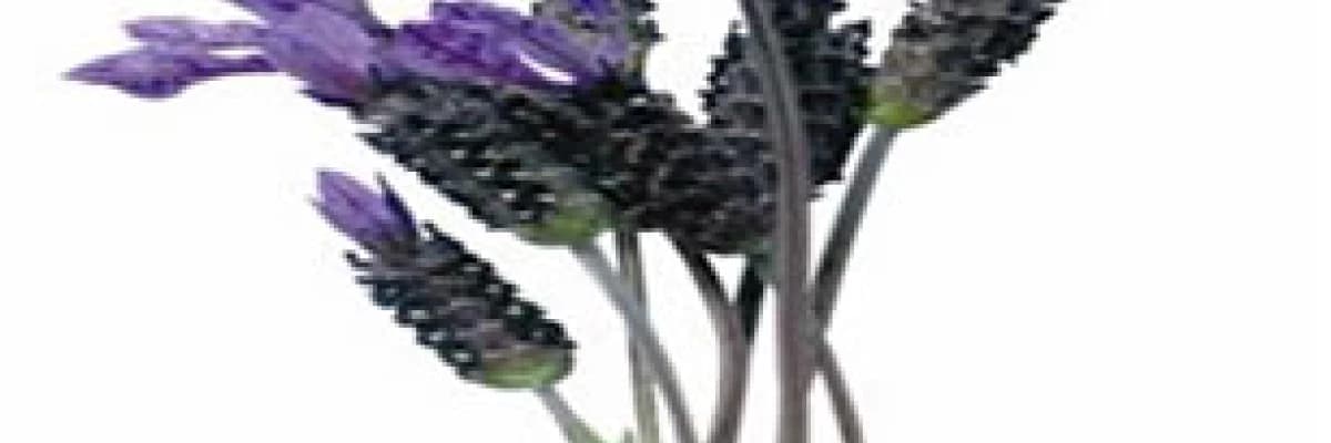 Karabaş otu (lavandula stoechas)