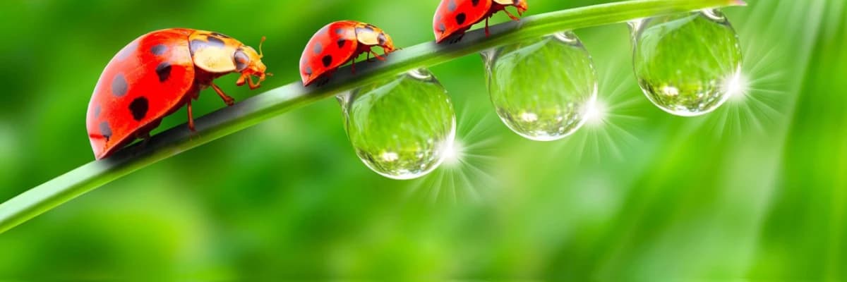 Bartholin kisti / absesi