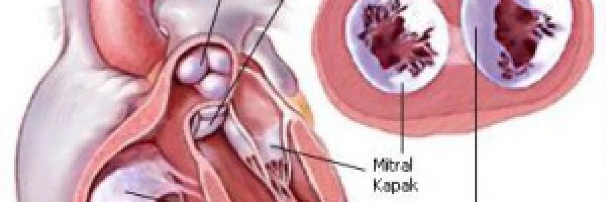 Kalbin anatomisi