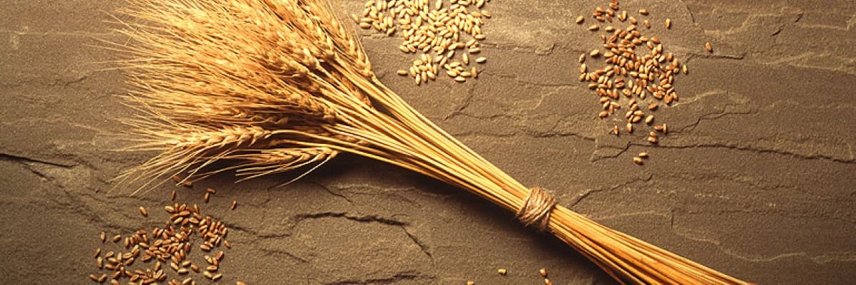 Buğdayın hazinesi; buğday ruşeymi…