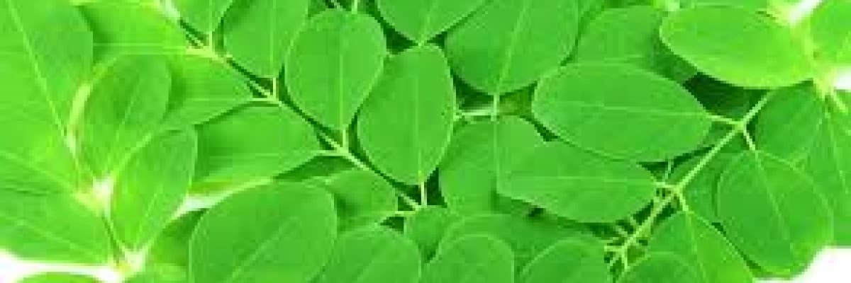Yeni keşfimiz moringa!
