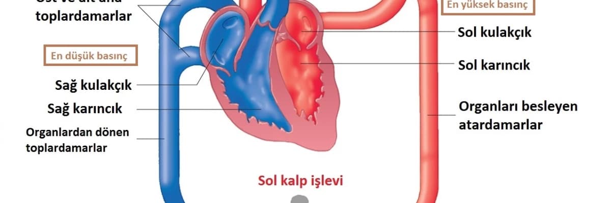 Kan dolaşımı