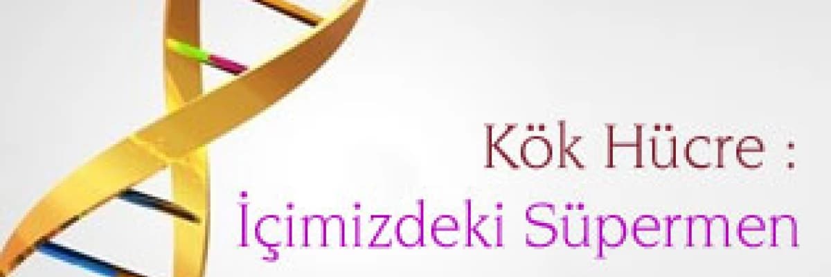 Kök Hücre: İçimizdeki Süpermen