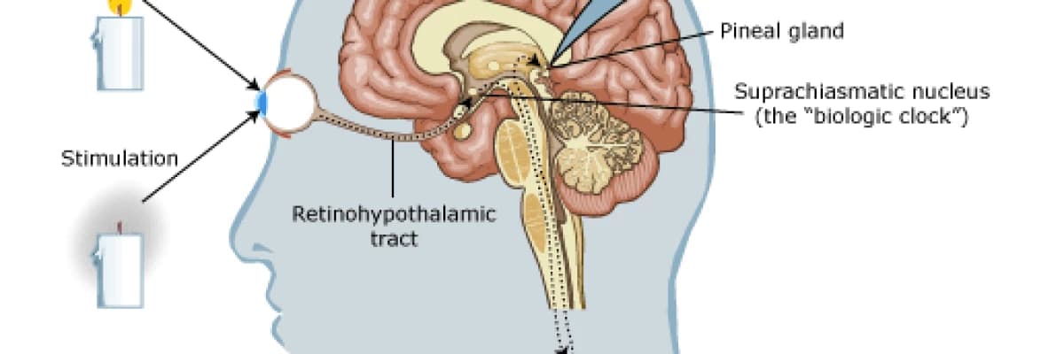Melatonin hormonu