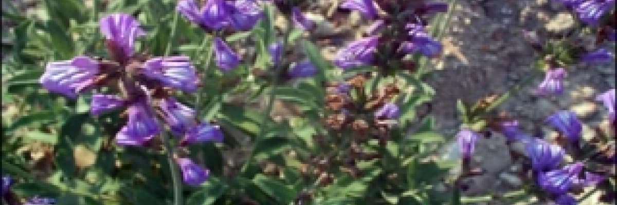 Adaçayının Faydaları