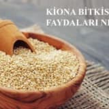 KİNOA NEDİR?