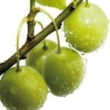Ginko biloba tarihçesi