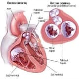 Kalbin anatomisi