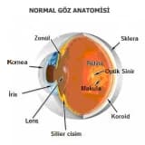 Retina