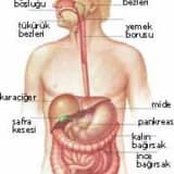 Sindirim kanalındaki darlıkların genişletilmesi