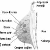 Meme Yapısı ve Kanseri