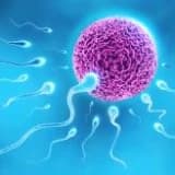 BAŞARISIZ TÜP BEBEK DENEMELERİNDE SPERM TEDAVİSİ