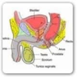 Prostatit nedir? Tedavi Yöntemleri nelerdir?