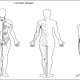LENF SİSTEMİ VE LENFÖDEM