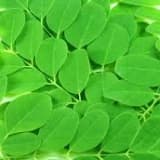 Yeni keşfimiz moringa!