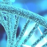 Genetik Pedigri Nedir?