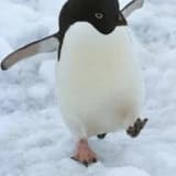 Buzlu yollarda penguen gibi yürüyünüz