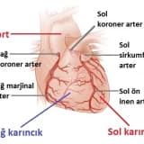 Koroner dolaşım