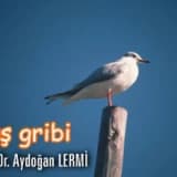 Kuş gribi