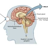 Melatonin hormonu