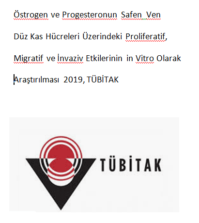 Östrogen ve Progesteronun Safen  Ven Düz Kas Hücreleri Üzerindeki Proliferatif , Migratif ve İnvaziv Etkilerinin in Vitro Olarak Araştırılması 2019, TÜBİTAK
