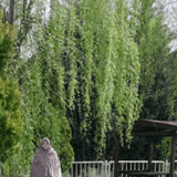 Meryem Kurt