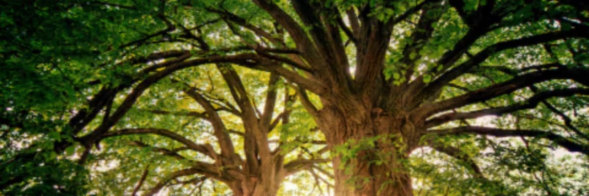 Yeşil Alanların Ruh Sağlığına Etkisi