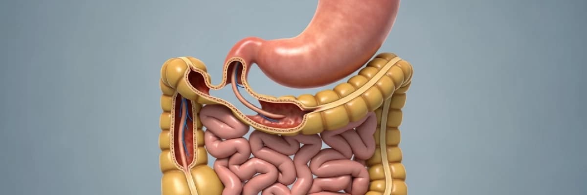 Transit Bipartisyon nedir?