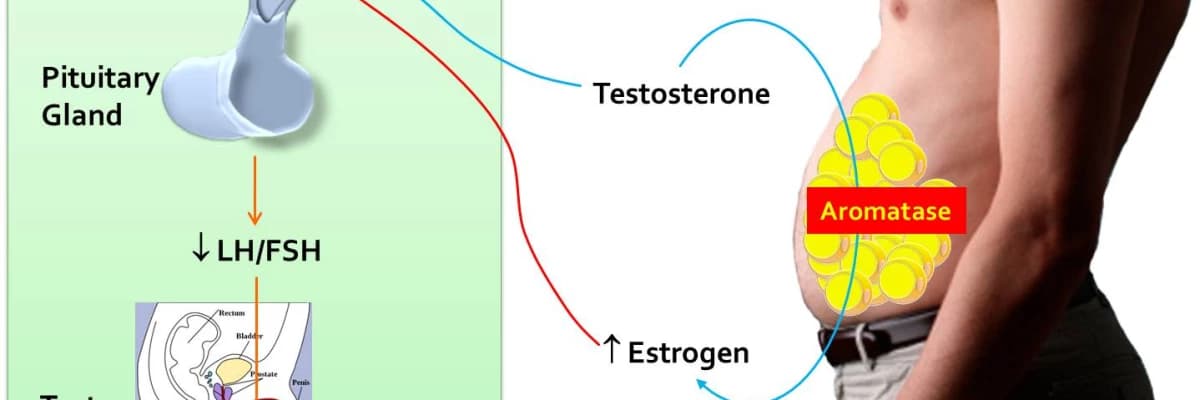 Erkeklere Bomba Haber: Tüp Mide Ameliyatından Sonra Testosteron Seviyeleri Yükseliyor!