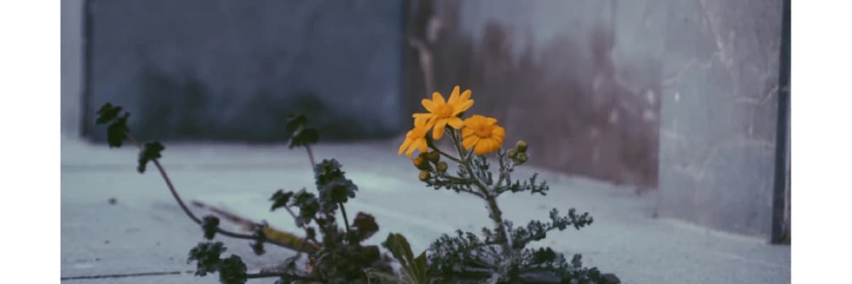 Psikolojik Dayanıklılık