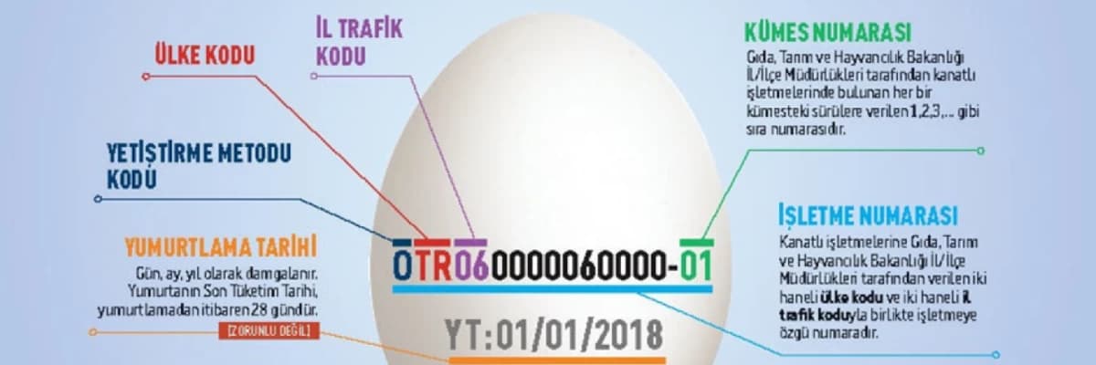 NEDEN YUMURTA, NASIL YUMURTA ?