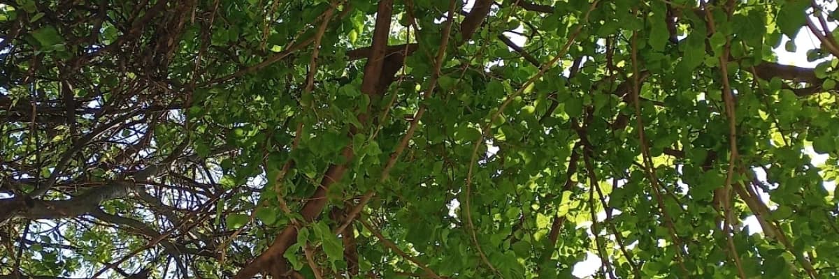 Ya daha iyisi varsa diye KAÇIRDIKLARIMIZ