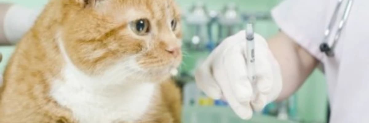Kedilerde Aşı Programı