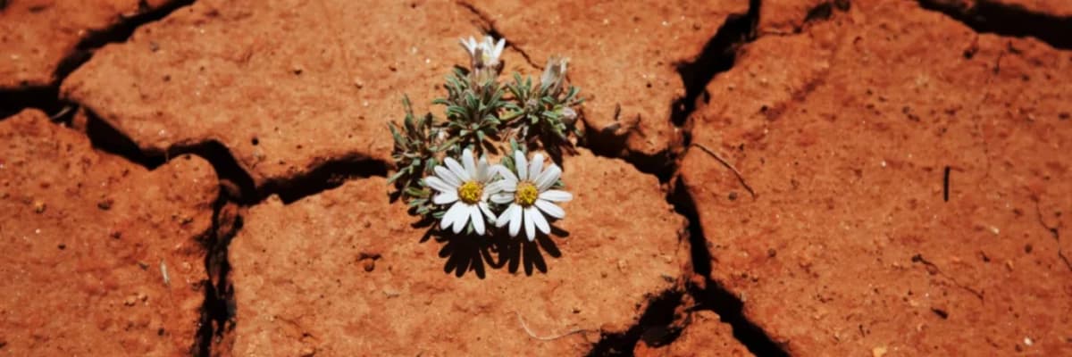 Bolu Kartalkaya Yangını ve Birlikte İyileşme: Acı, Dayanışma ve Umut