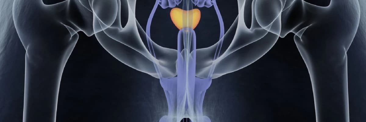 Penisin prostatla ne ilgisi var?-2