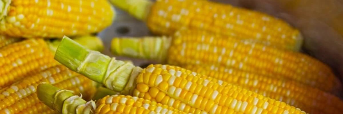 Eliminasyon diyeti: Vücudunuzu Dengede Tutarken Yiyecek İntoleransınıza Odaklanın