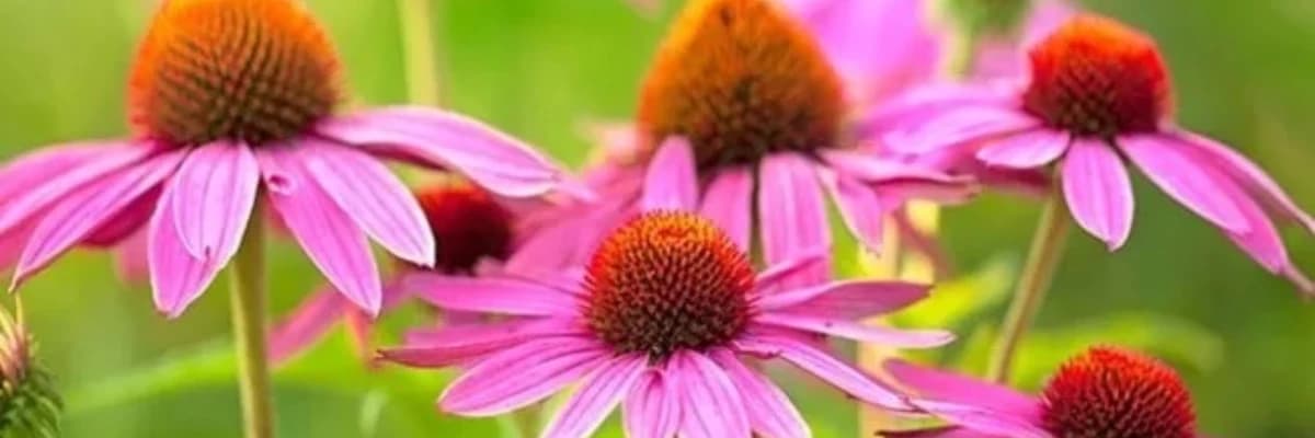 KIŞ MEVSİMİNDE EKİNEZYA FAYDALARI