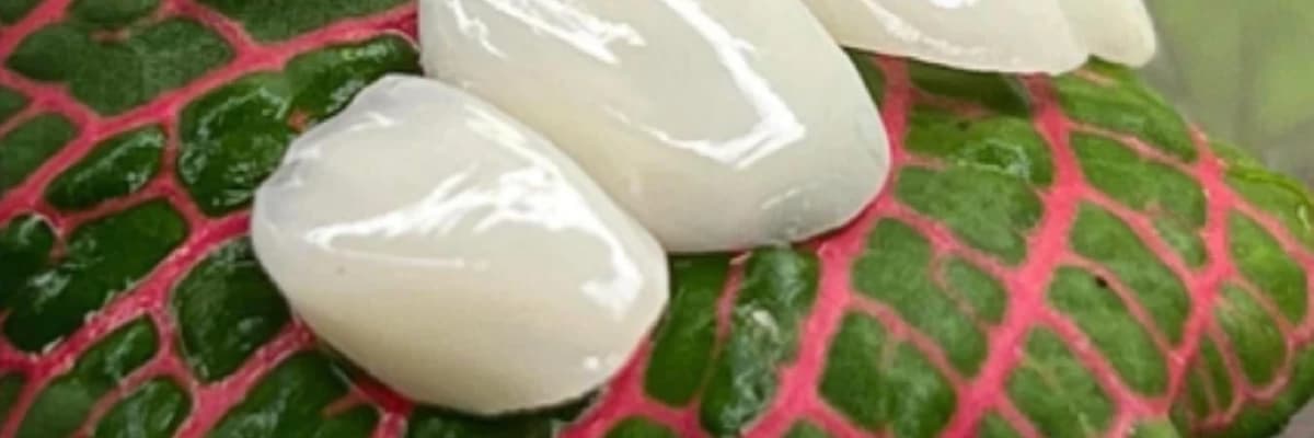 Lamina nedir? Ne için yapılır?