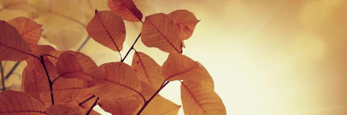 Mevsimsel Duygudurum Bozukluğu