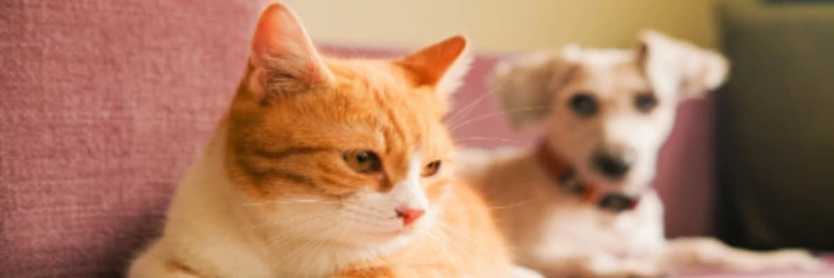 Evcil Hayvanlar İlişkilere Nasıl Katkı Sağlar?