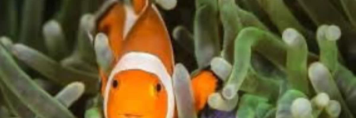 Nemo Hiç Kaybolmasın!