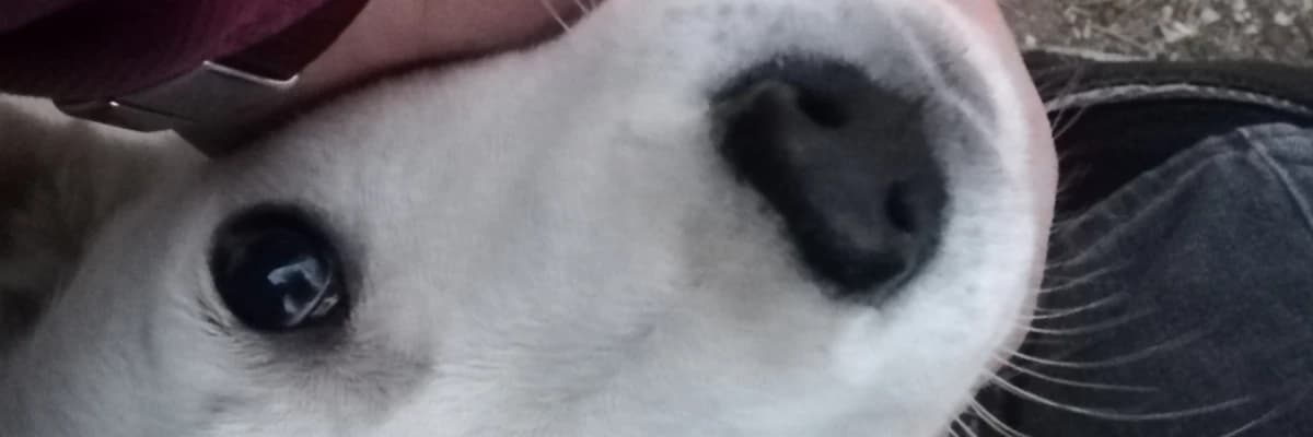 Sevgi-Vicdan-Kural Üçgeninde Pasif-Agresif Tutumlar Üzerine Bir Derleme