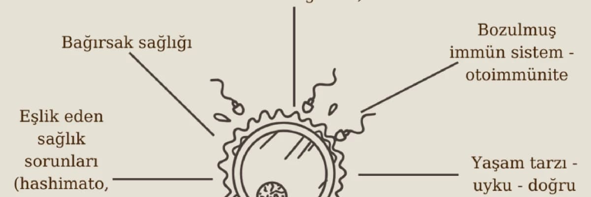 Yumurta kalitesini etkileyen faktörler