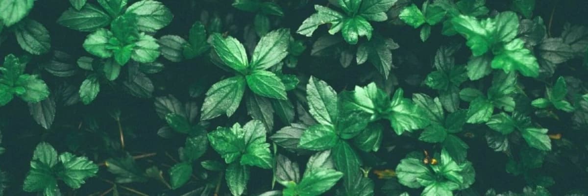 Yeme Davranışı ve Yeme Bozuklukları