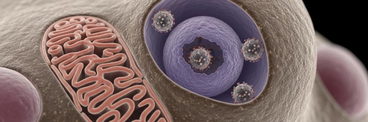 HPV