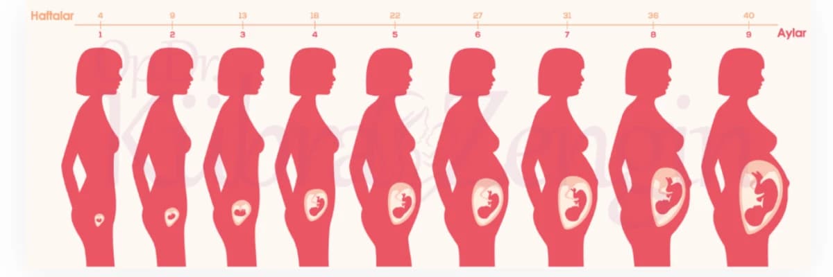 HAFTA HAFTA GEBELİKv