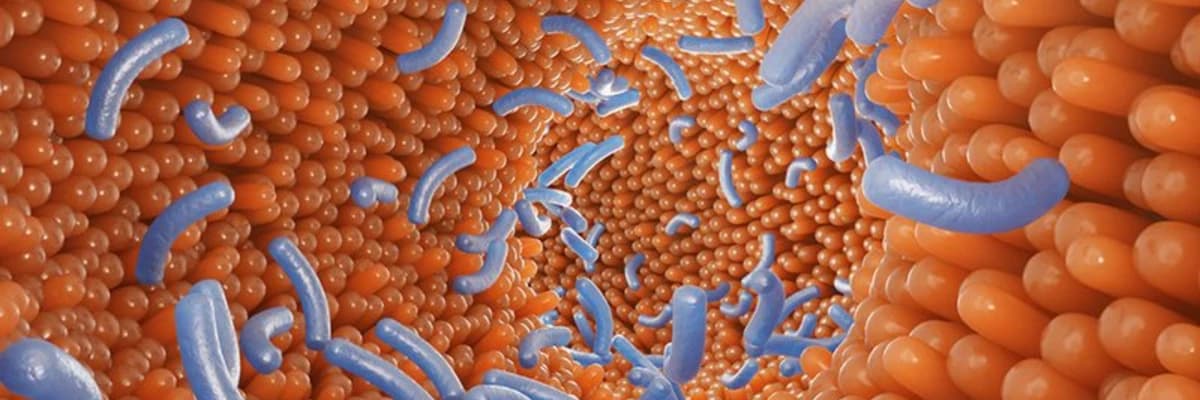 Bağırsak Geçirgenliği